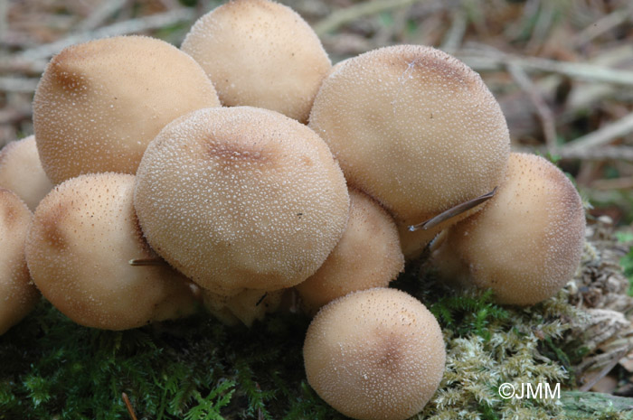 Apioperdon pyriforme = Morganella pyriformis = Lycoperdon pyriforme