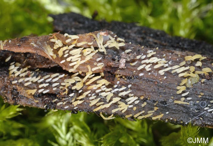 Mucronella calva