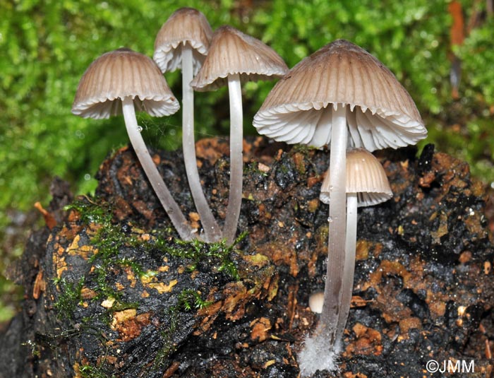 Mycena abramsii