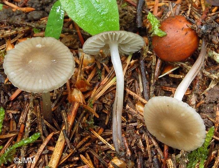 Mycena abramsii