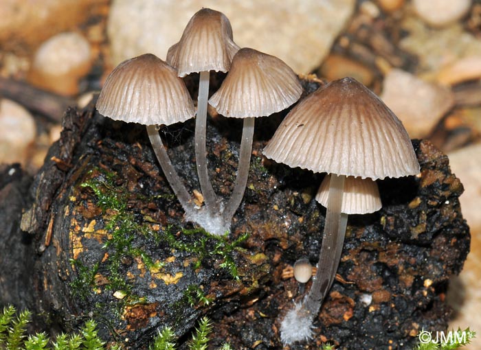 Mycena abramsii