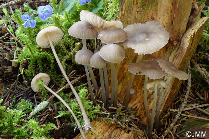 Mycena abramsii