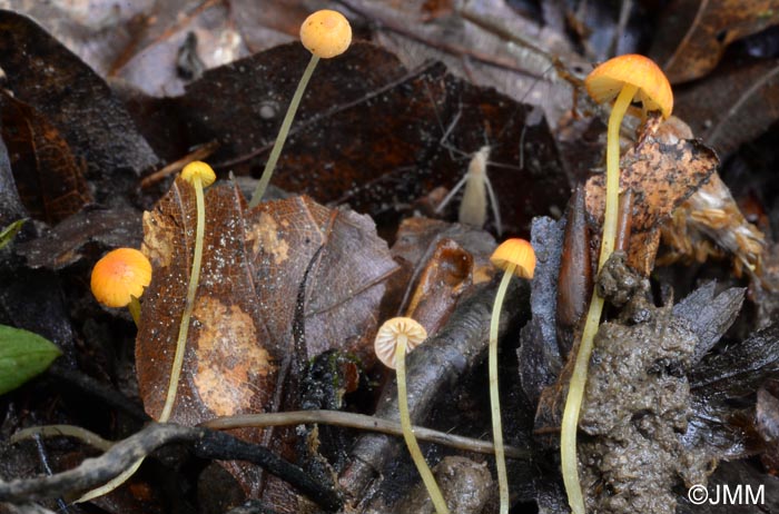 Mycena acicula