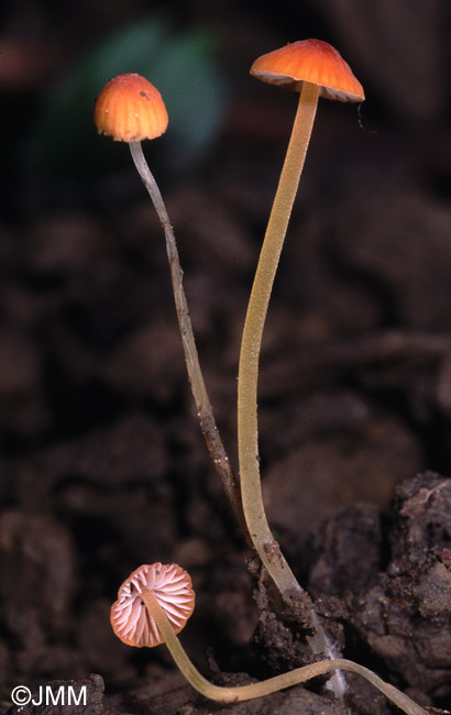 Mycena acicula