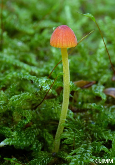 Mycena acicula