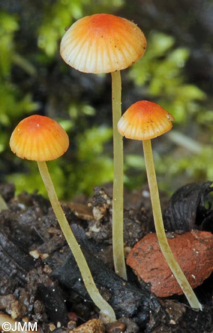 Mycena acicula