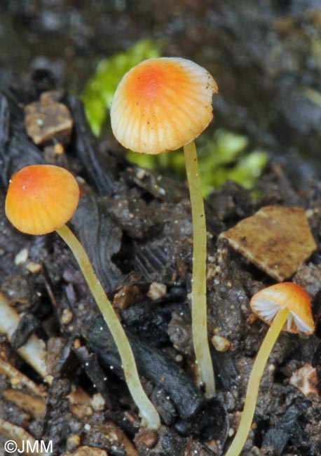 Mycena acicula