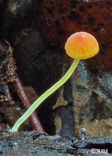 Mycena acicula