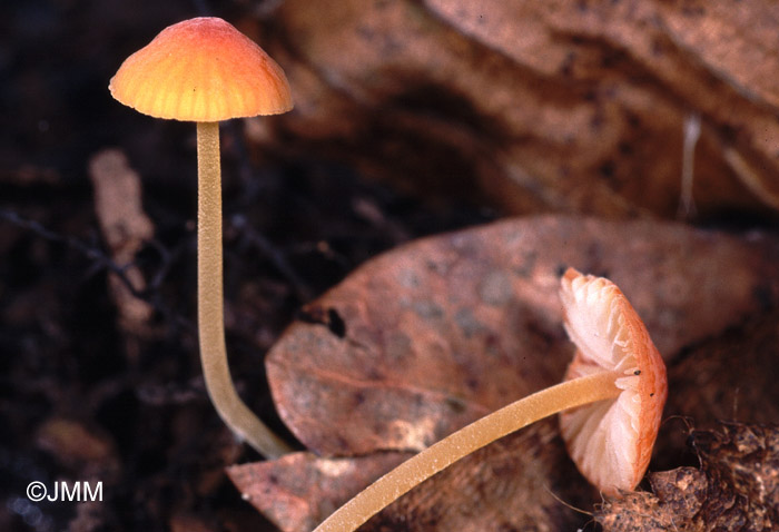 Mycena acicula