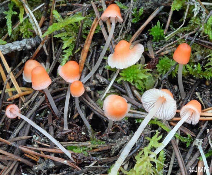 Mycena adonis