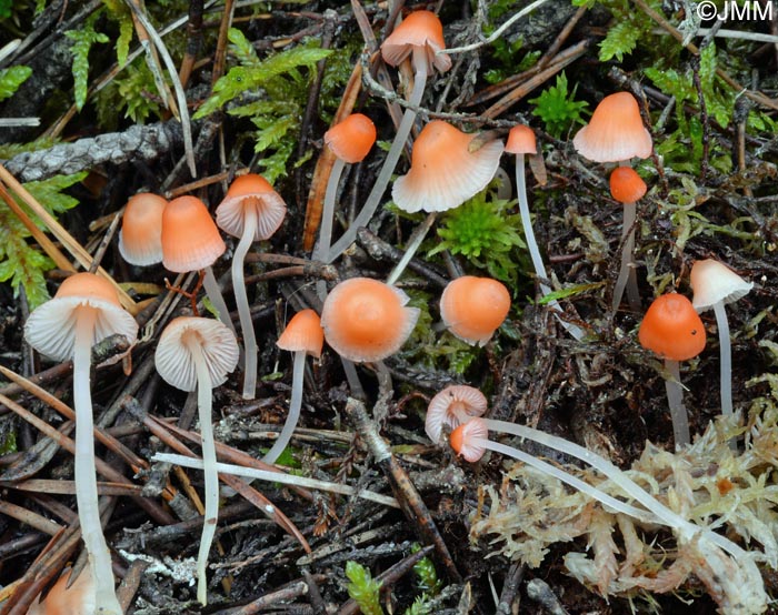 Mycena adonis