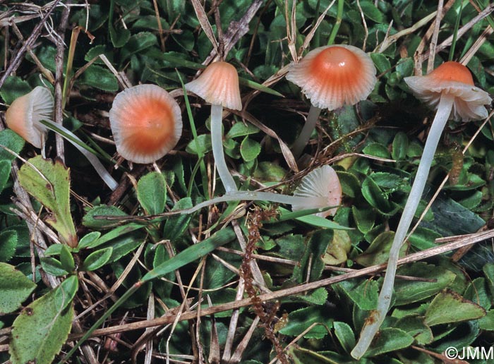 Mycena adonis