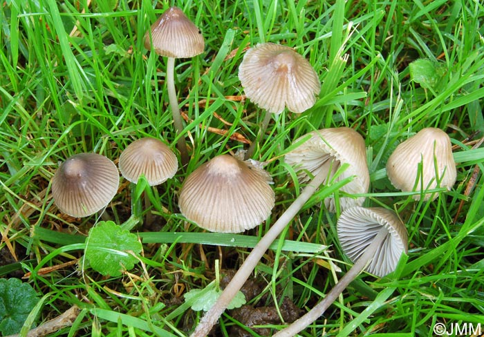 Mycena aetites