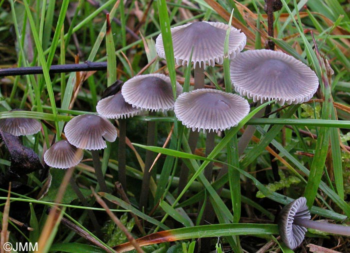 Mycena aetites