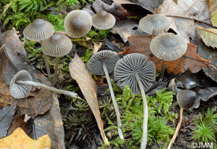 Mycena aetites