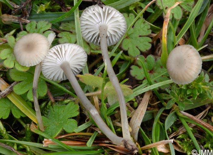 Mycena agrestis