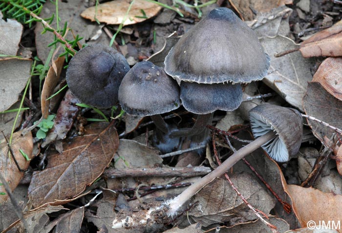 Mycena algeriensis