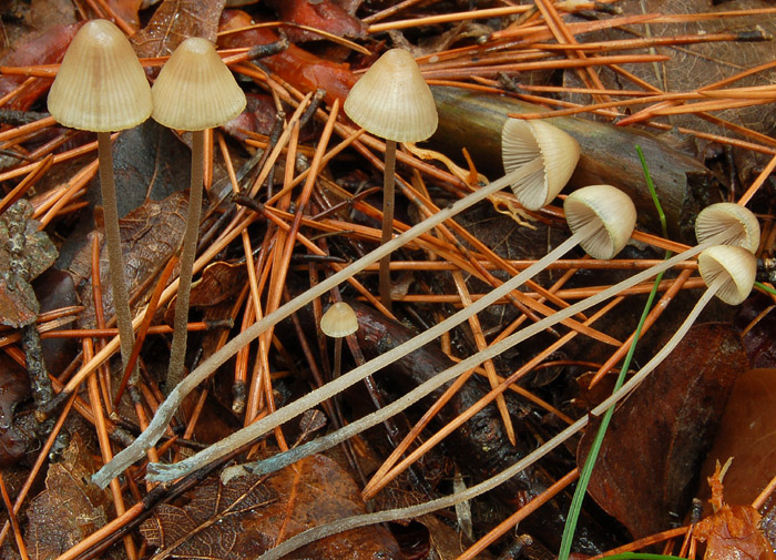 Mycena amicta