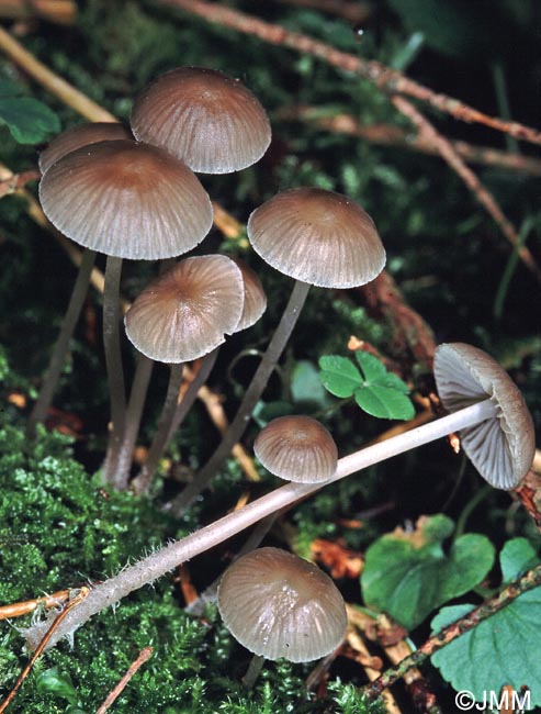 Mycena amicta