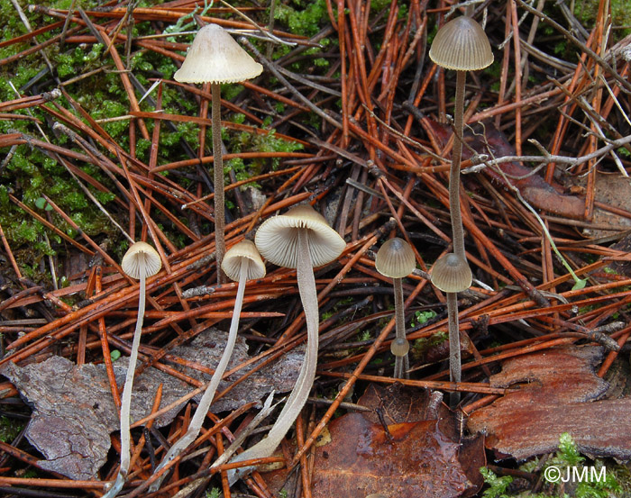 Mycena amicta