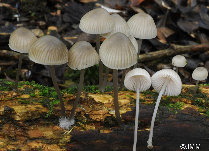 Mycena arcangeliana