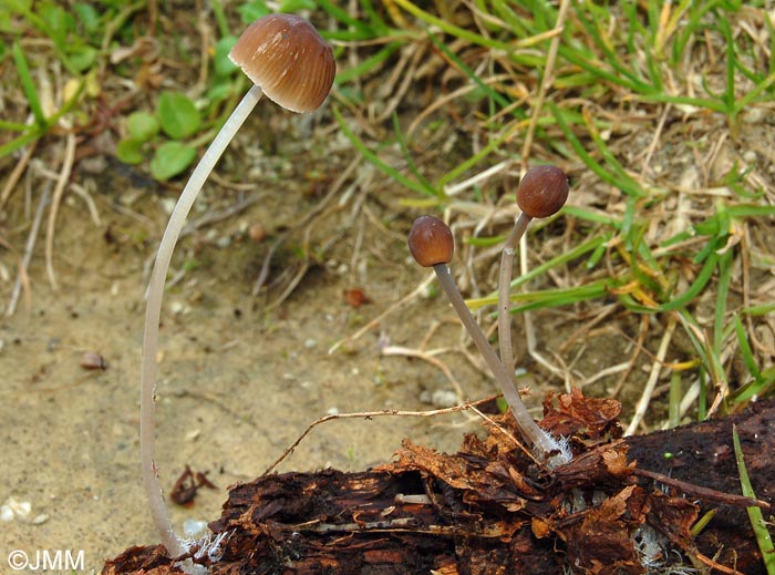 Mycena arcangeliana : forme brune