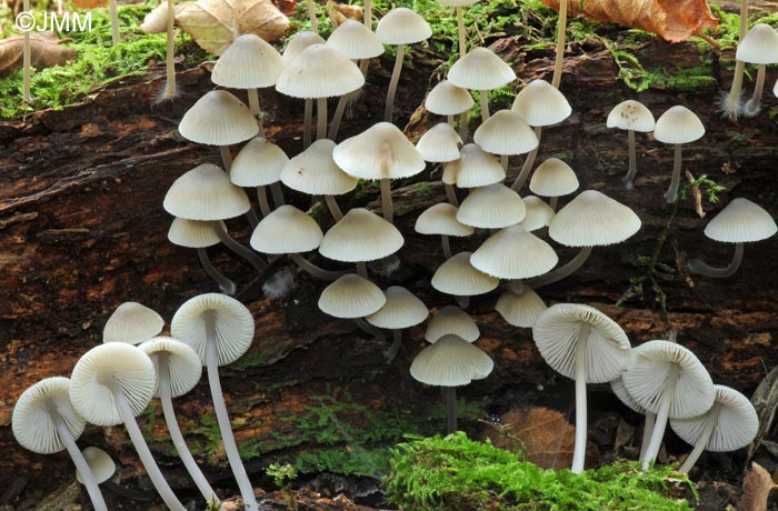 Mycena arcangeliana