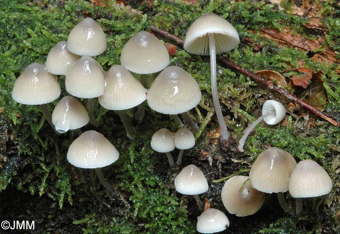 Mycena arcangeliana