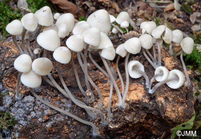 Mycena arcangeliana