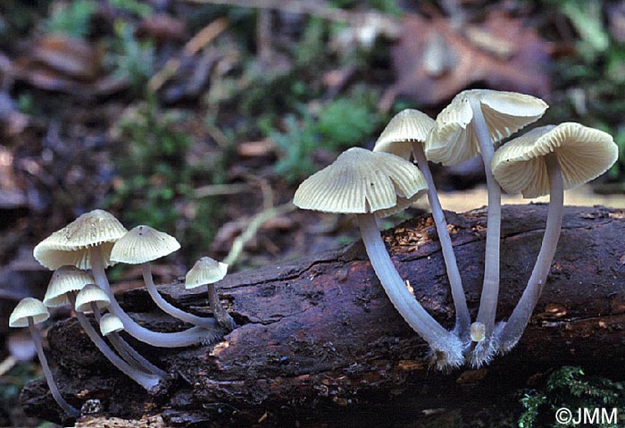 Mycena arcangeliana