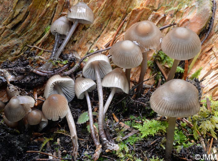 Mycena atrochalybaea