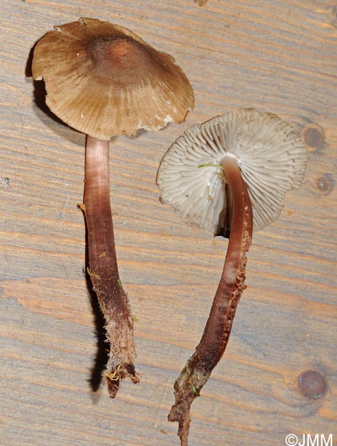 Mycena atrochalybaea