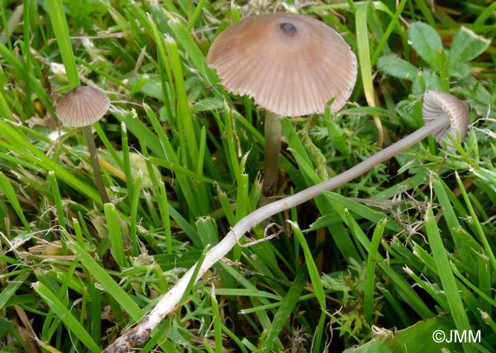 Mycena atropapillata