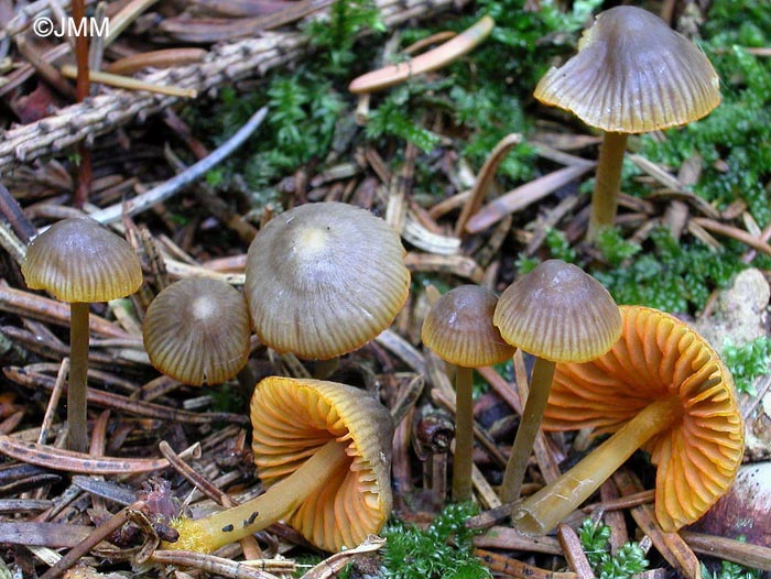 Mycena aurantiomarginata