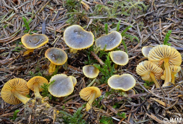 Mycena aurantiomarginata