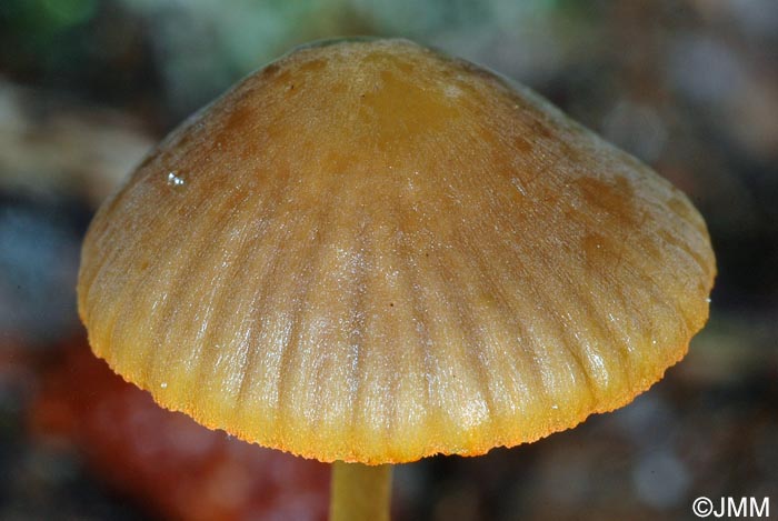 Mycena aurantiomarginata