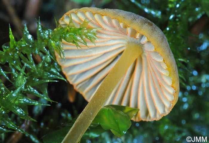 Mycena aurantiomarginata