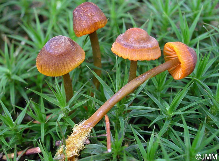 Mycena aurantiomarginata