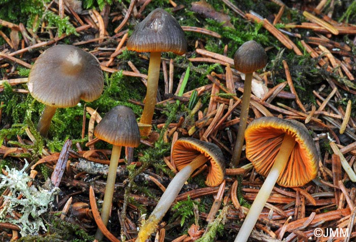 Mycena aurantiomarginata