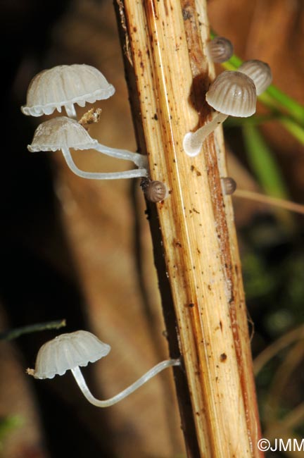 Mycena bulbosa