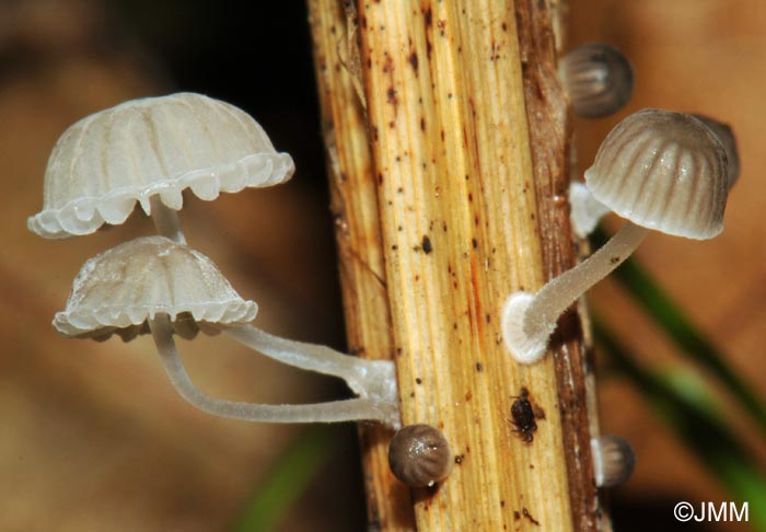 Mycena bulbosa