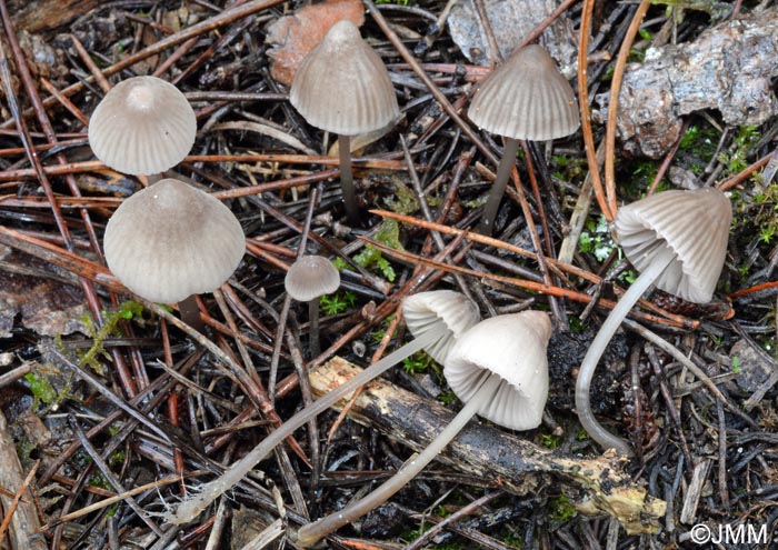 Mycena capillaripes = Mycena langei