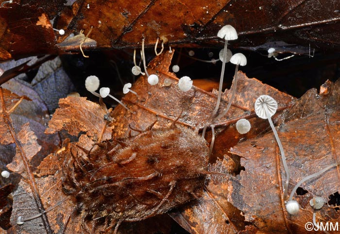 Mycena capillaris