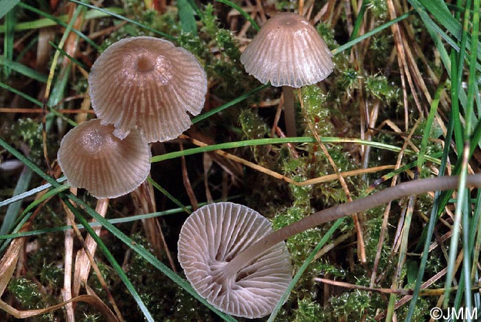 Mycena cinerella