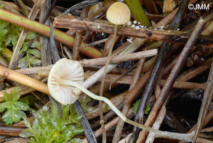 Mycena citrinomarginata