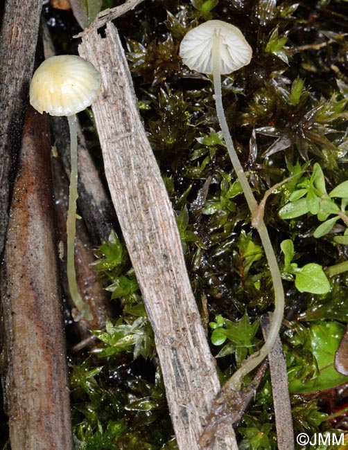 Mycena citrinomarginata