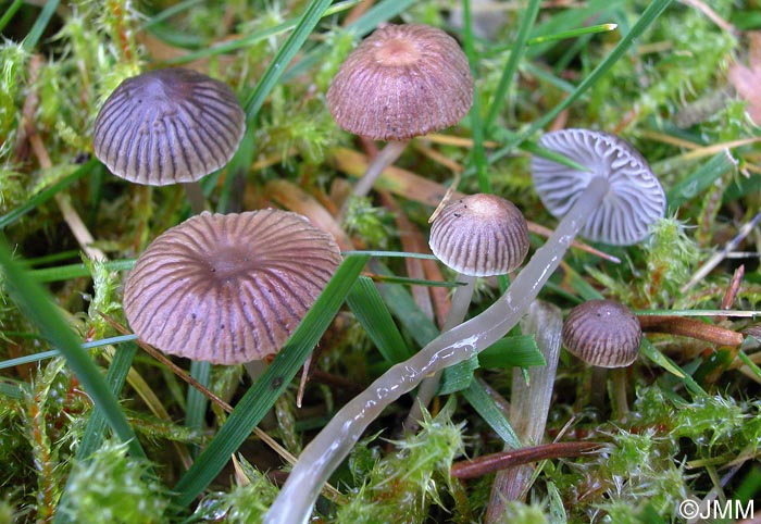 Mycena clavicularis