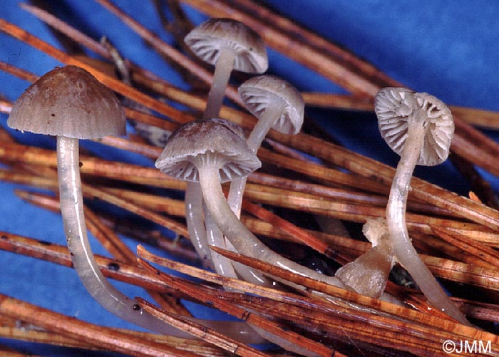 Mycena clavicularis