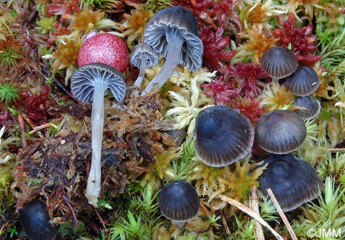 Mycena concolor