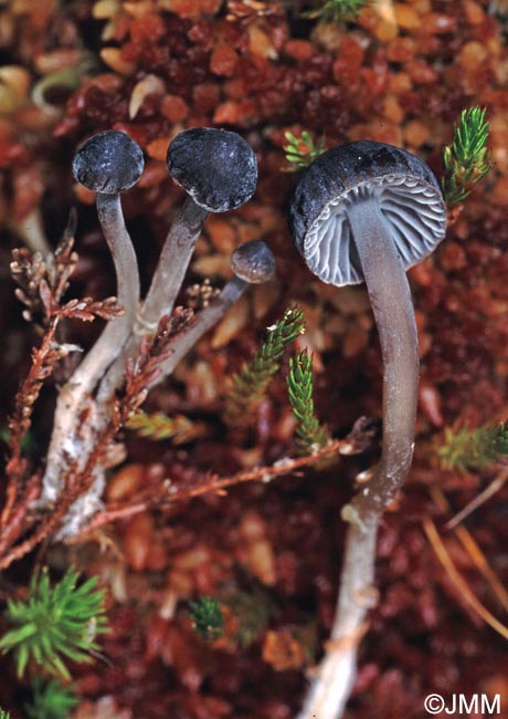 Mycena concolor